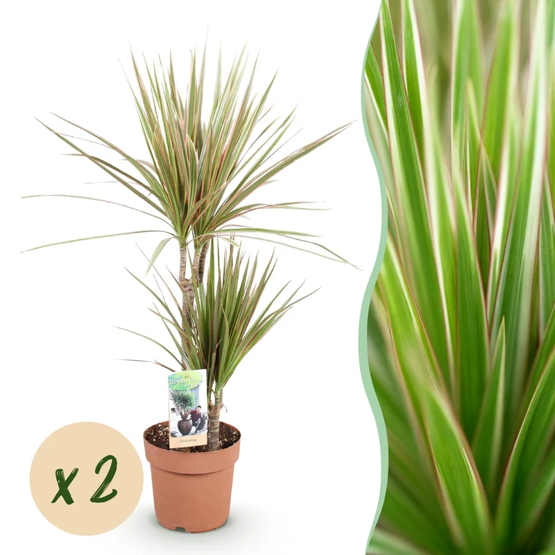 Dracaena Marginata Bicolor