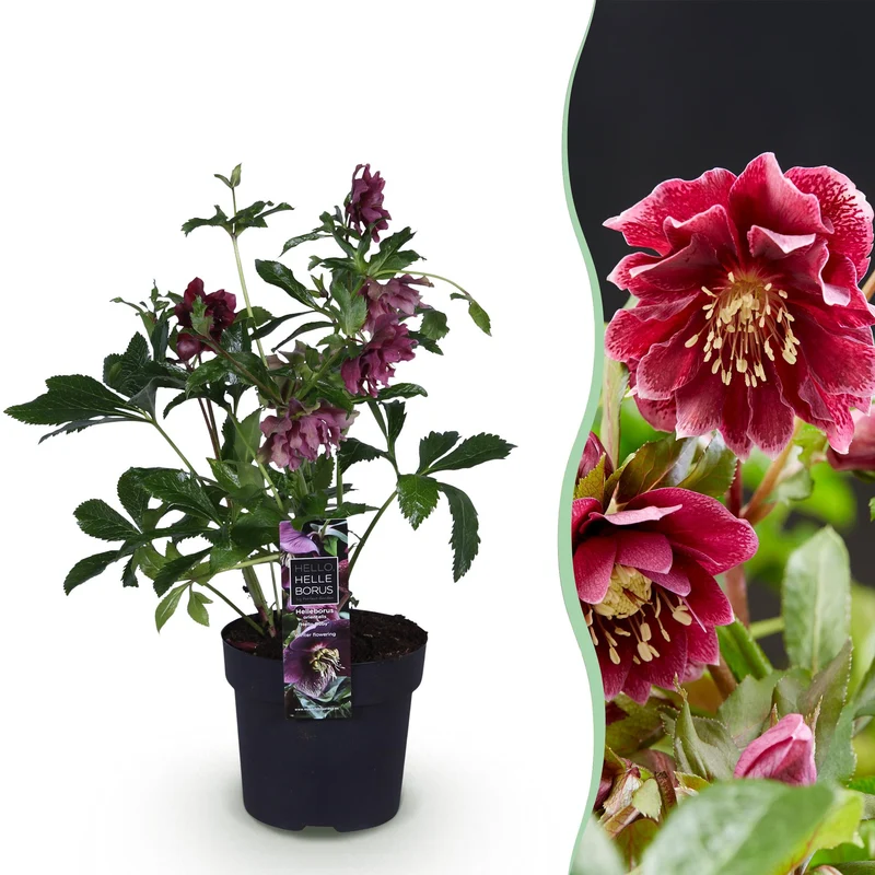 Lenten Rose