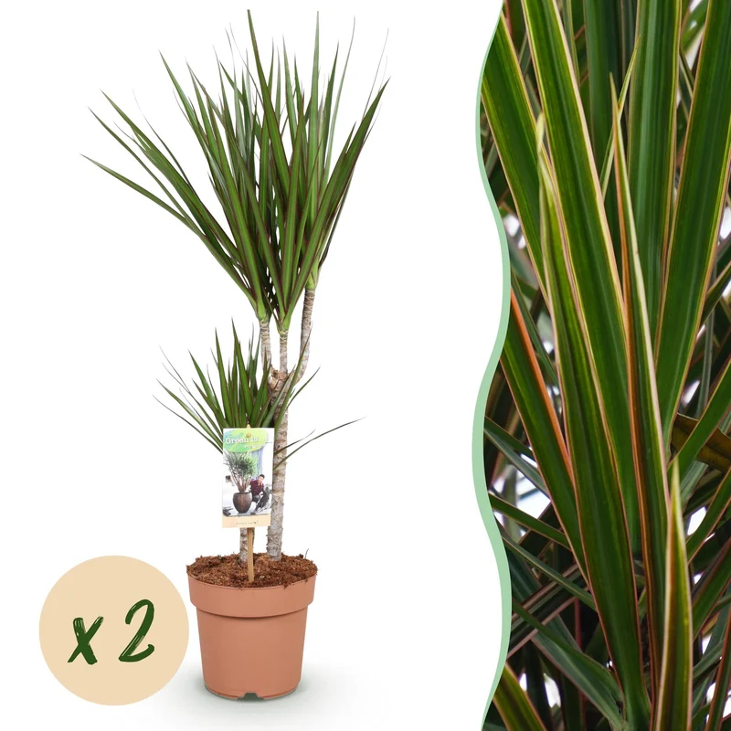 Dracaena Marginata