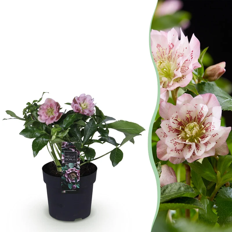 Lenten Rose
