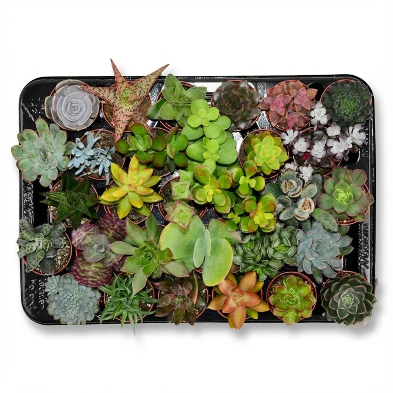 Mini Succulenten Mix - 30 Stuks - Ø