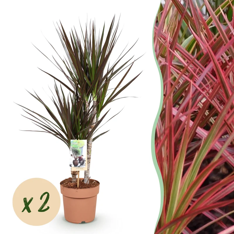 Dracaena Magenta