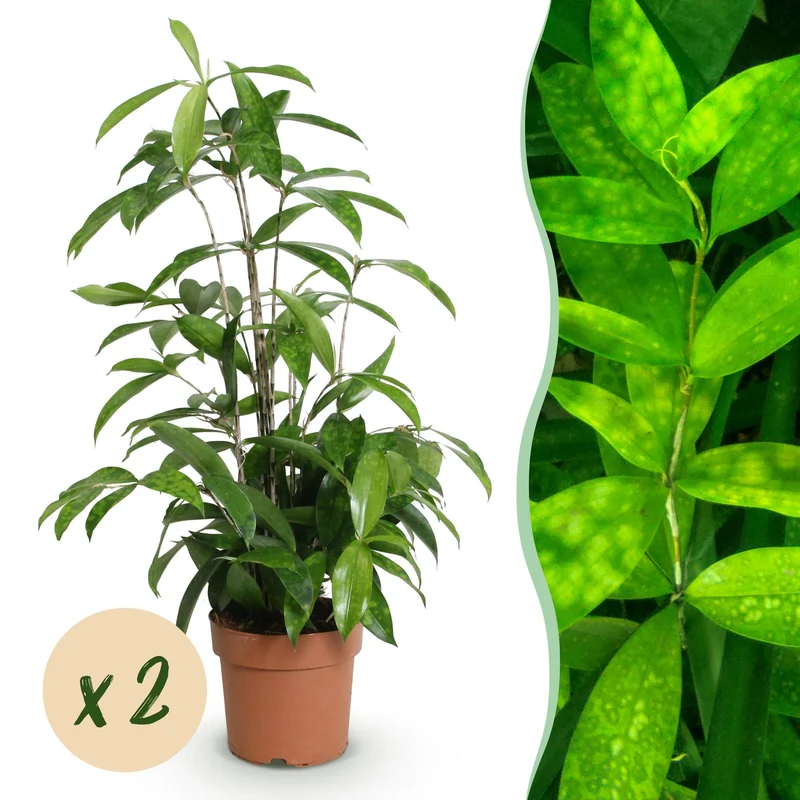 Dracaena surculosa
