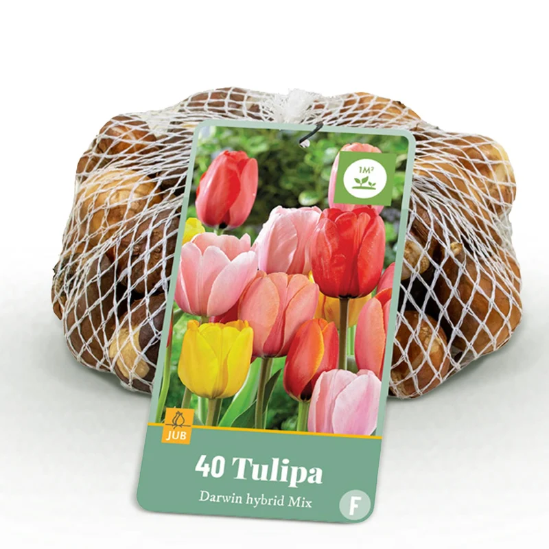 Tulp Darwin Hybride Mix