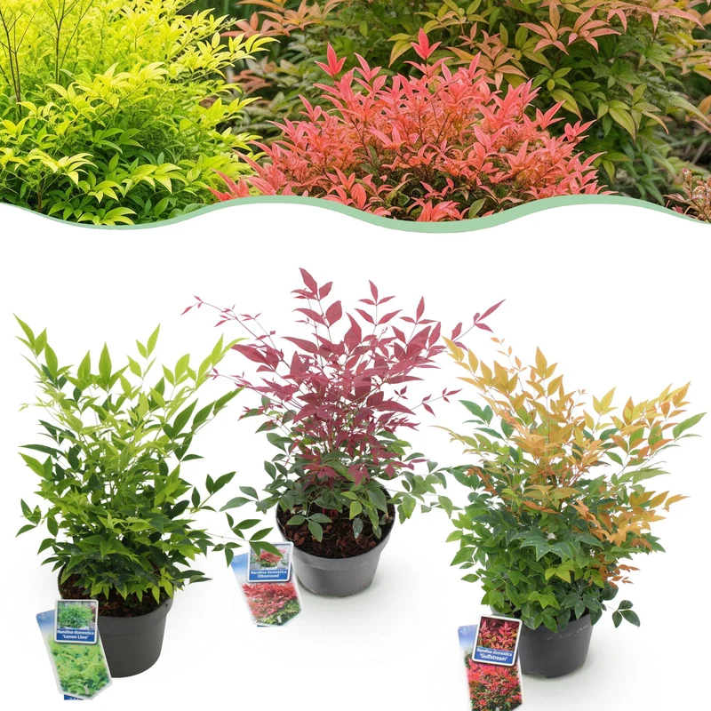 Nandina Tricolour