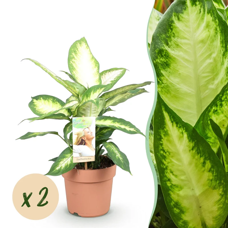 Diefenbachia Camilla
