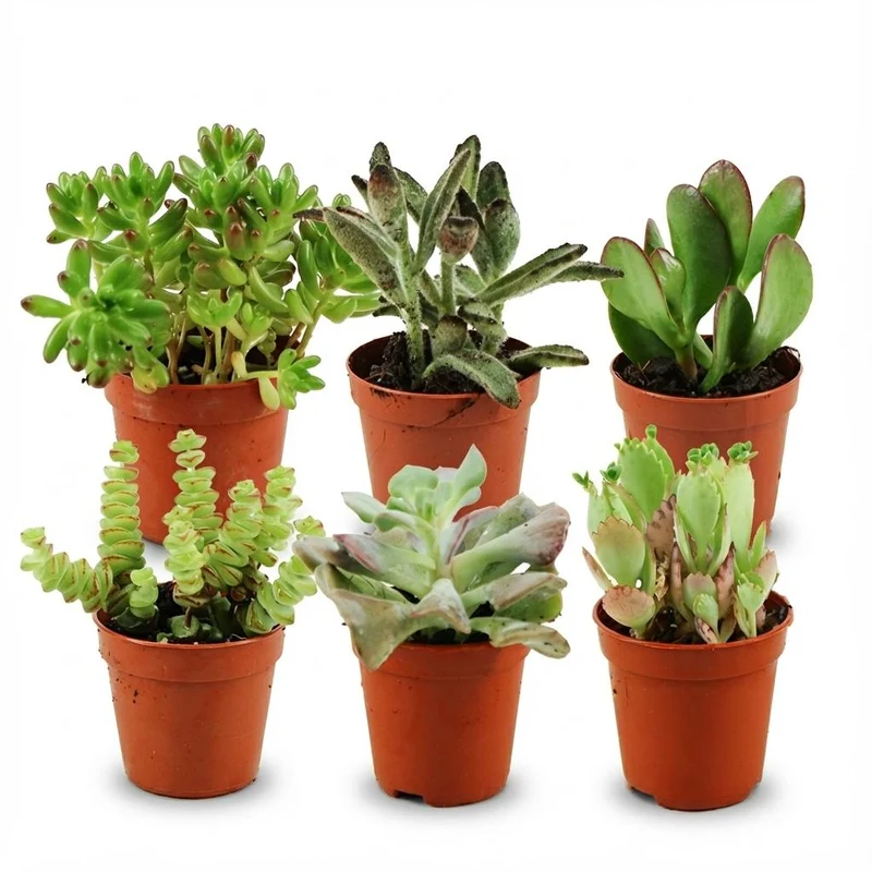 Mini Succulenten Mix - 6 Stuks - Ø