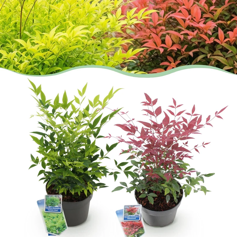 Nandina Duo
