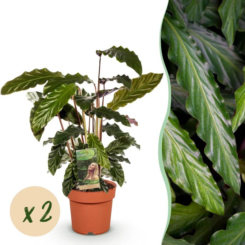 Calathea Rufibarba