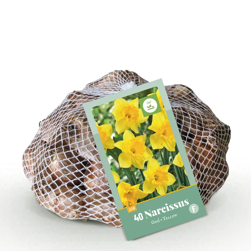 Narcis Yellow