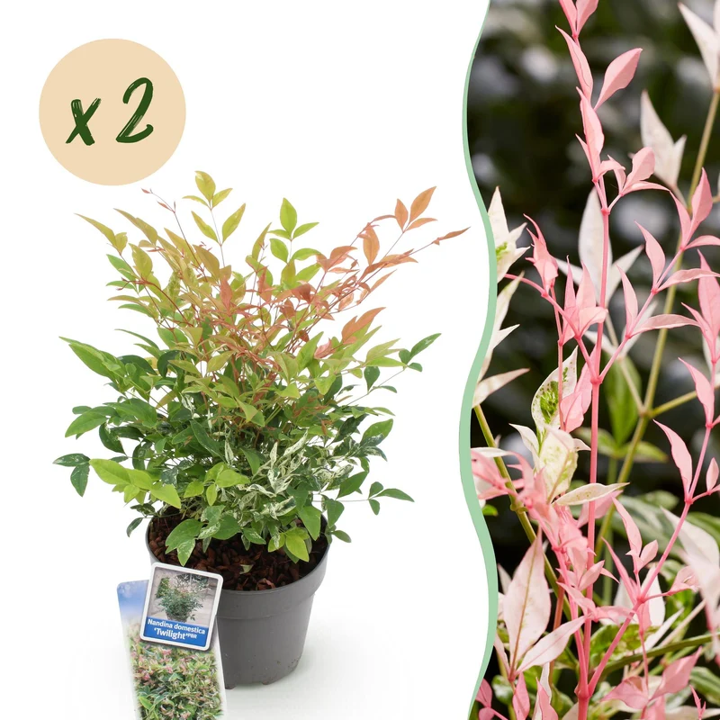 Nandina Twilight