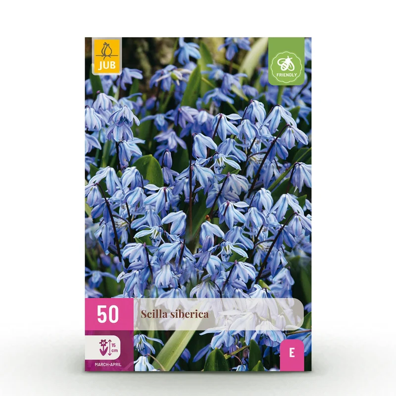 Scilla Siberica