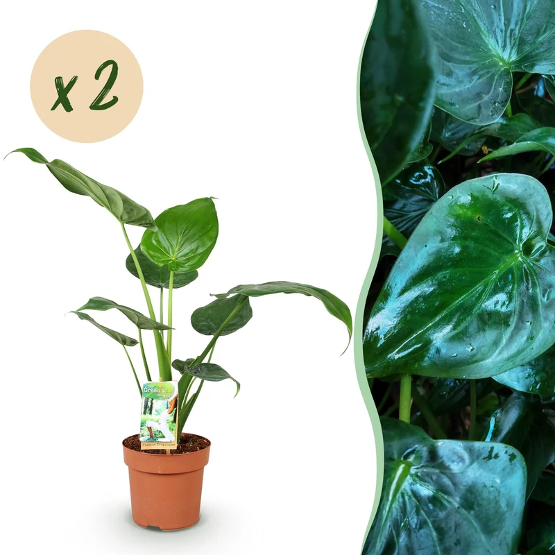 Alocasia Cucullata