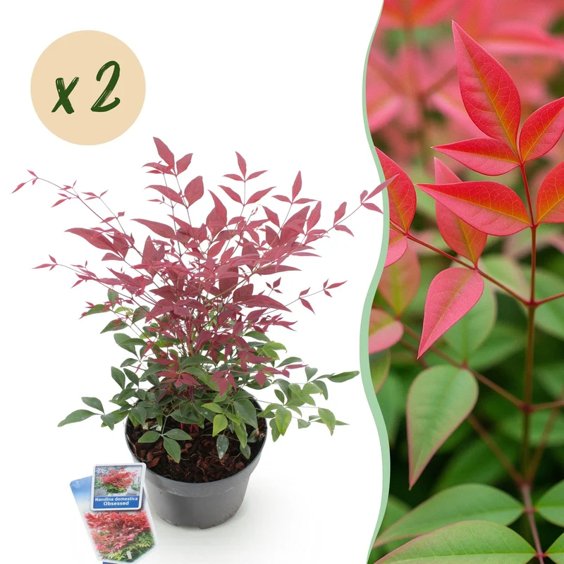 Nandina Obsessed
