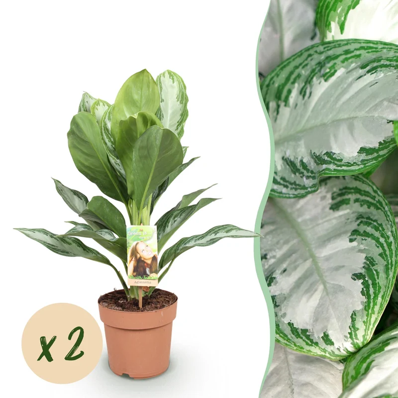 Aglaonema Silver Bay