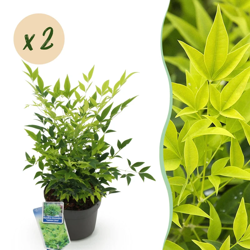 Nandina Lemon & Lime