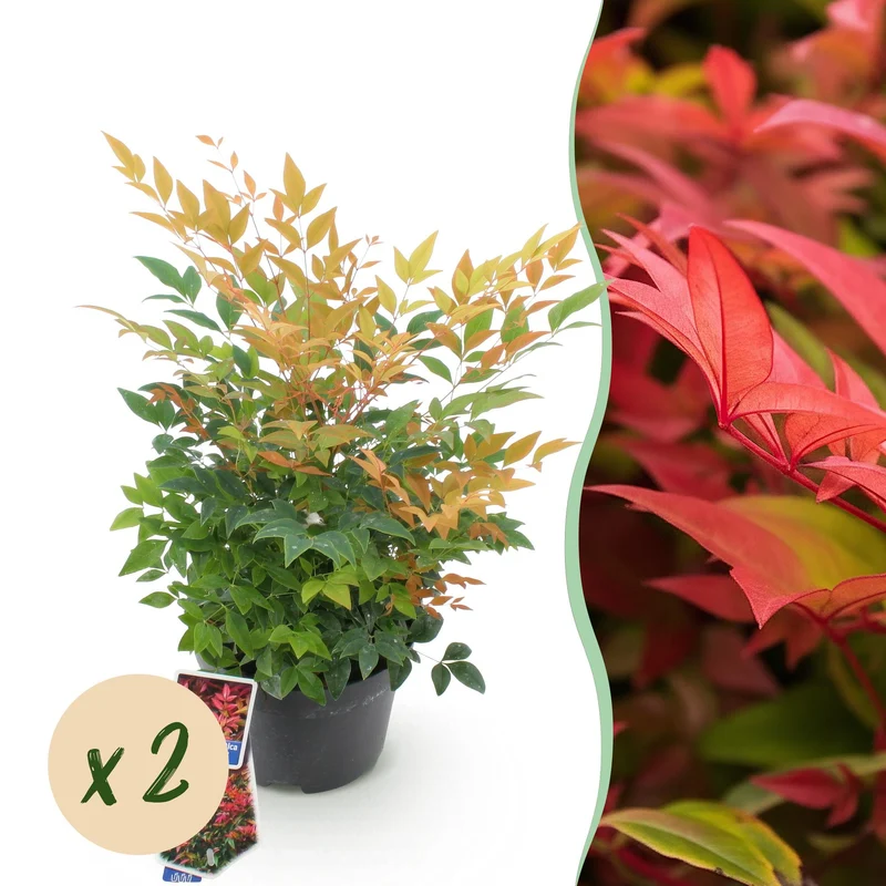 Nandina Gulfstream
