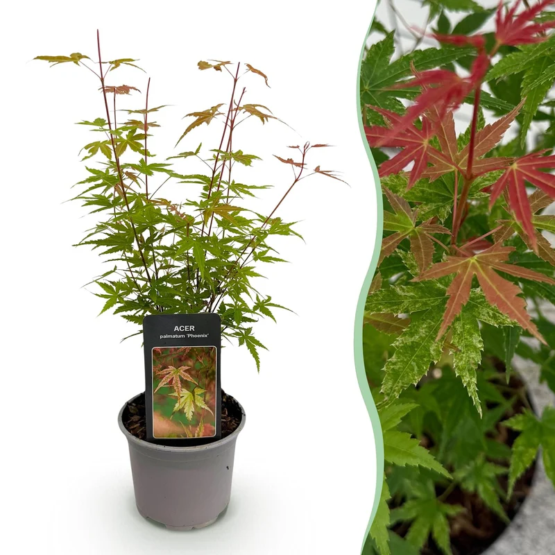 Acer palmatum Phoenix