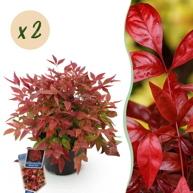 Nandina Blush Pink