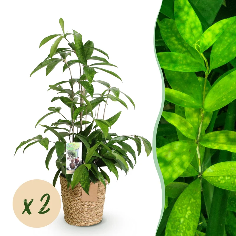 Dracaena surculosa