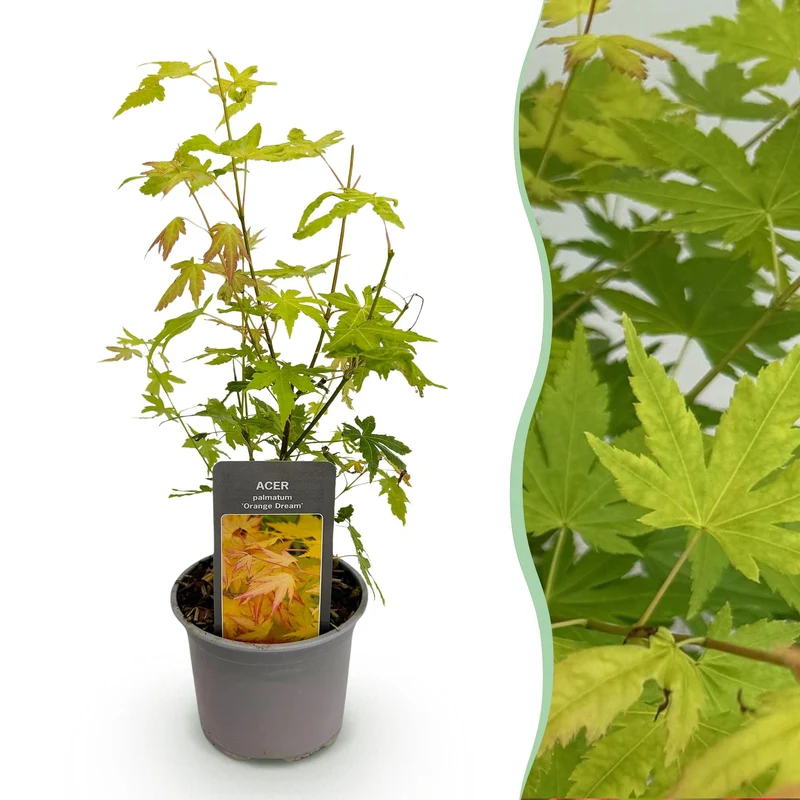 Acer palmatum Orange Dream