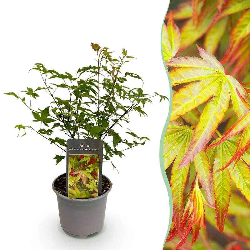 Acer palmatum Little Princess