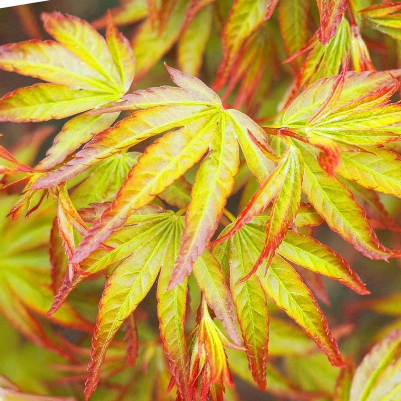 Acer palmatum Little Princess