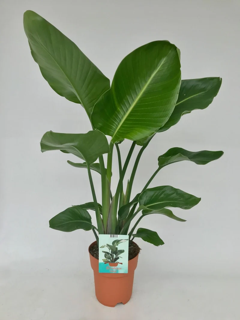Strelitzia Nicolai