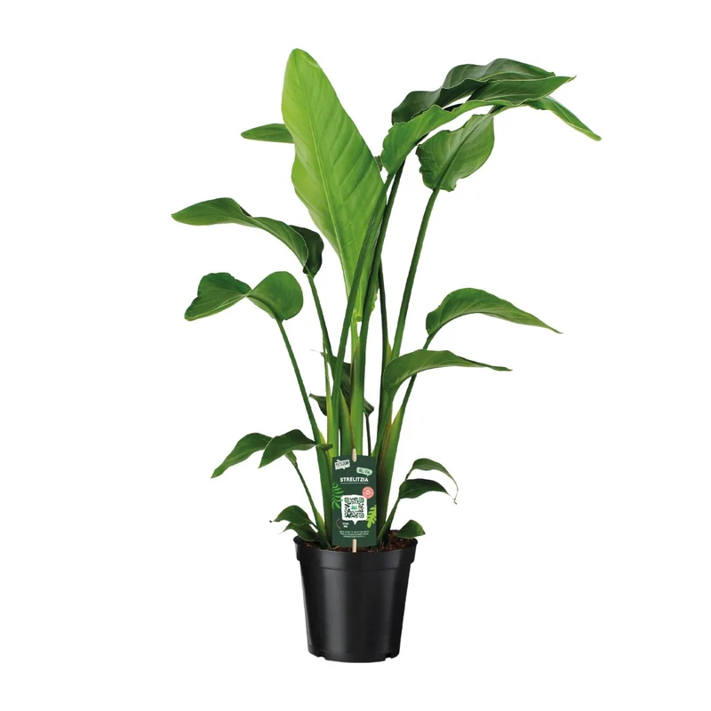 Strelitzia Nicolai