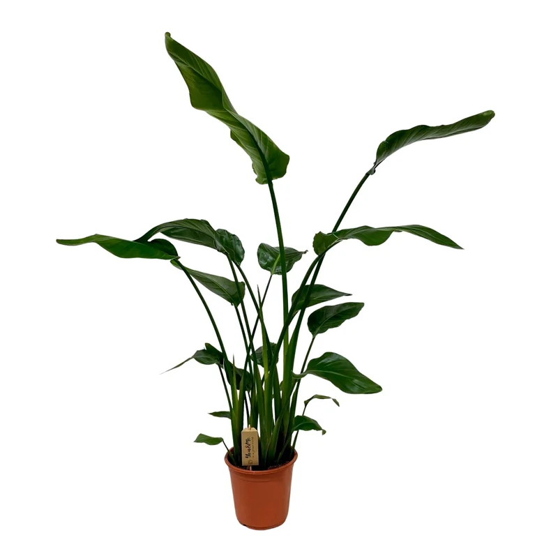 Strelitzia Nicolai