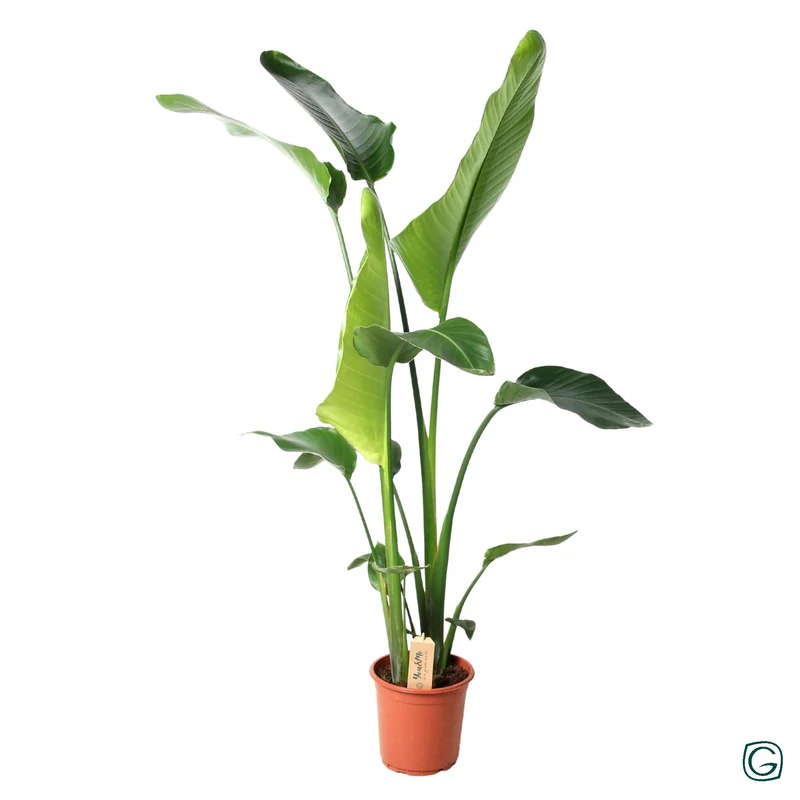 Strelitzia Nicolai