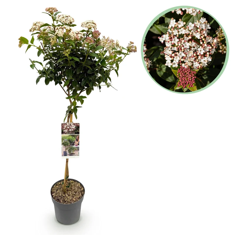 Viburnum tinus