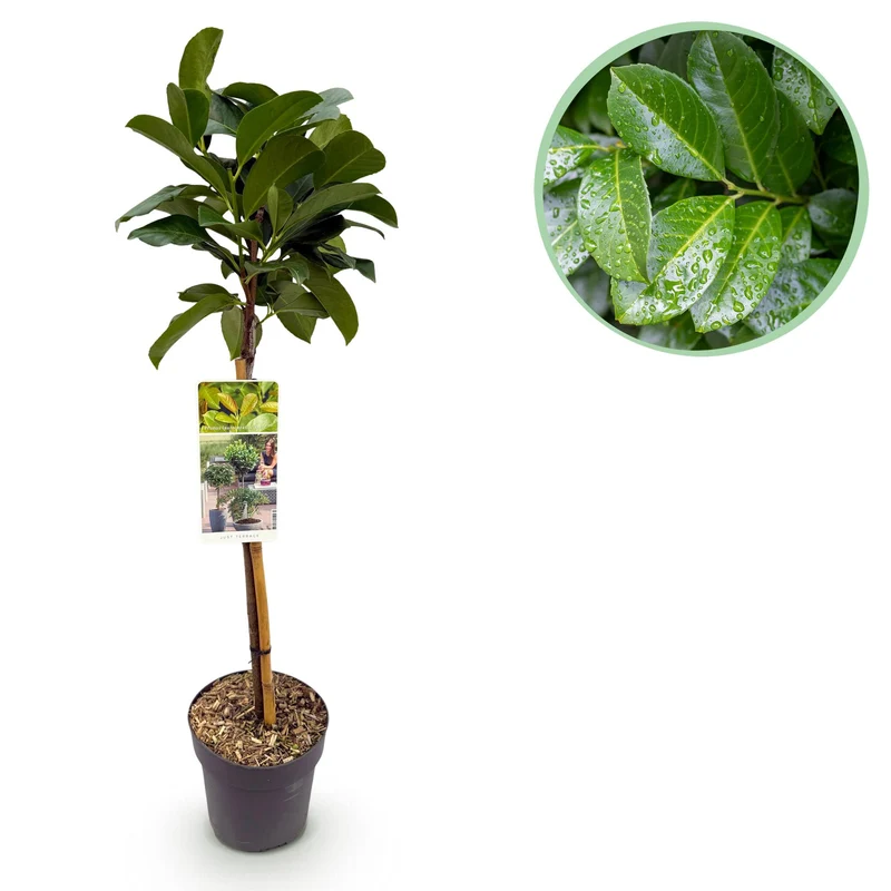 Prunus lauroverasus Etna®