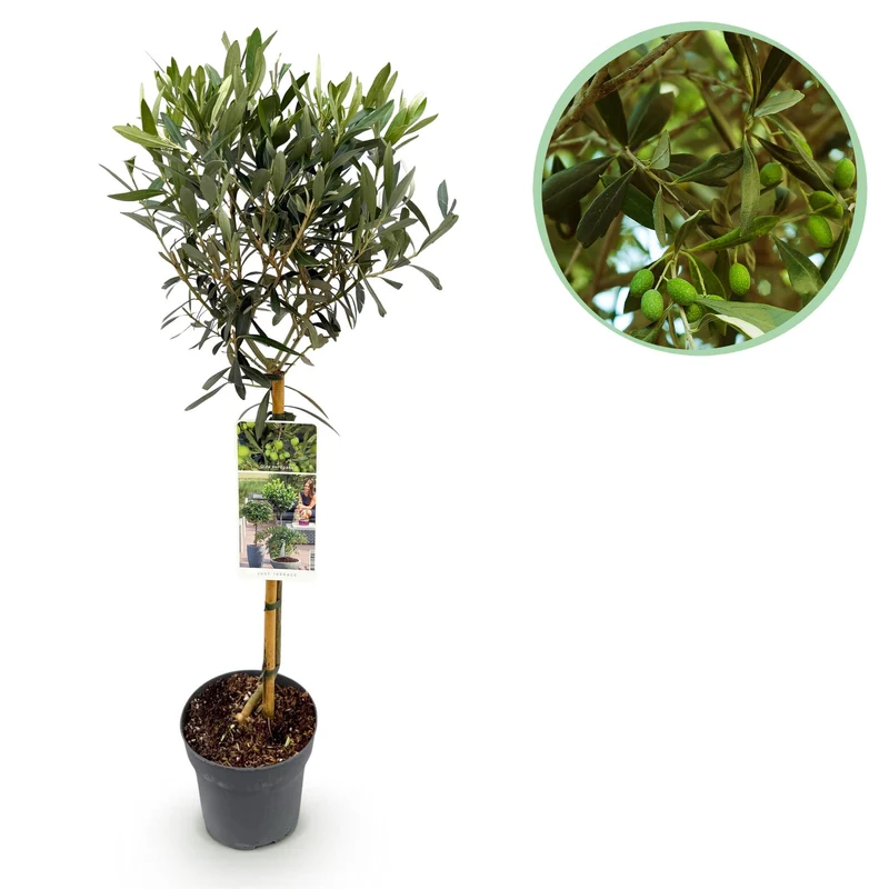 Olea Europaea