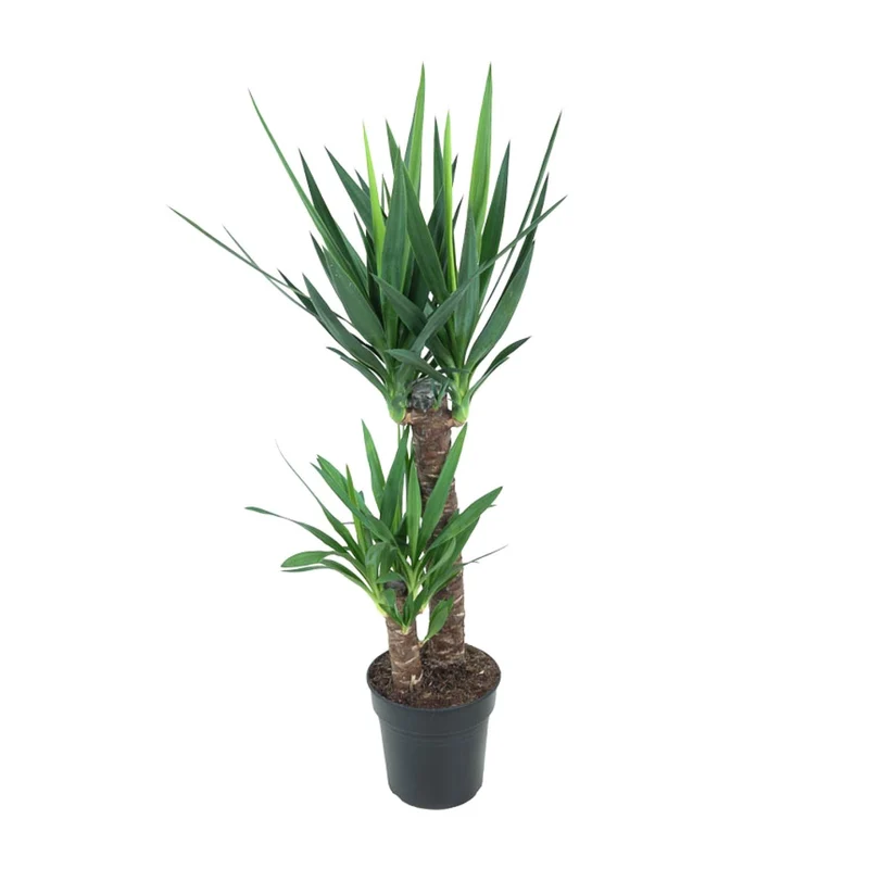 Yucca Elephantipes