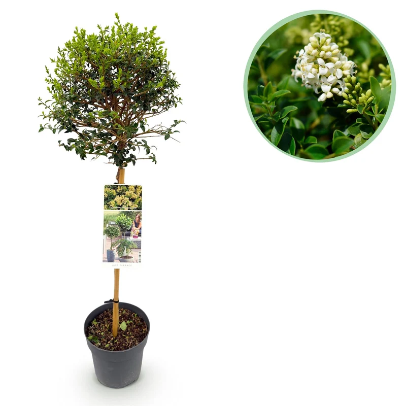 Ligustrum delavayanum