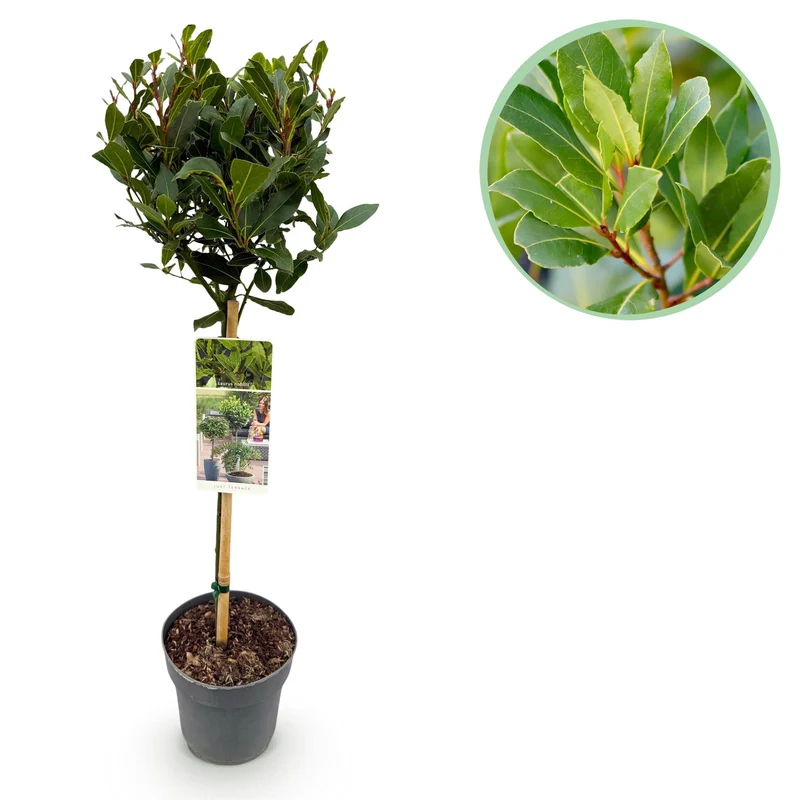 Laurus nobilis