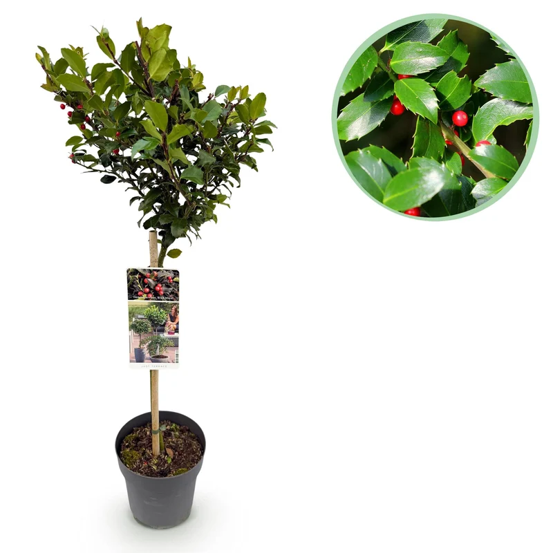 Ilex meserveae Blue Maid