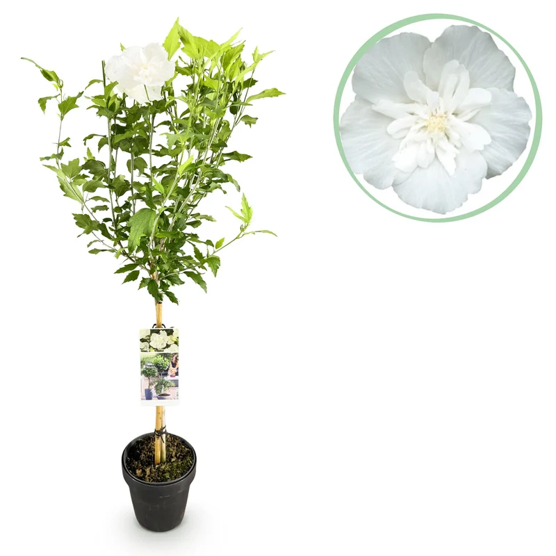 Hibiscus syriacus White Chiffon®