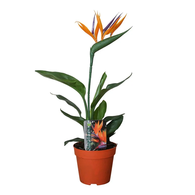 Strelitzia Reginae met Kunstbloem