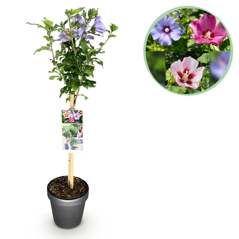 Hibiscus syriacus Tricolour