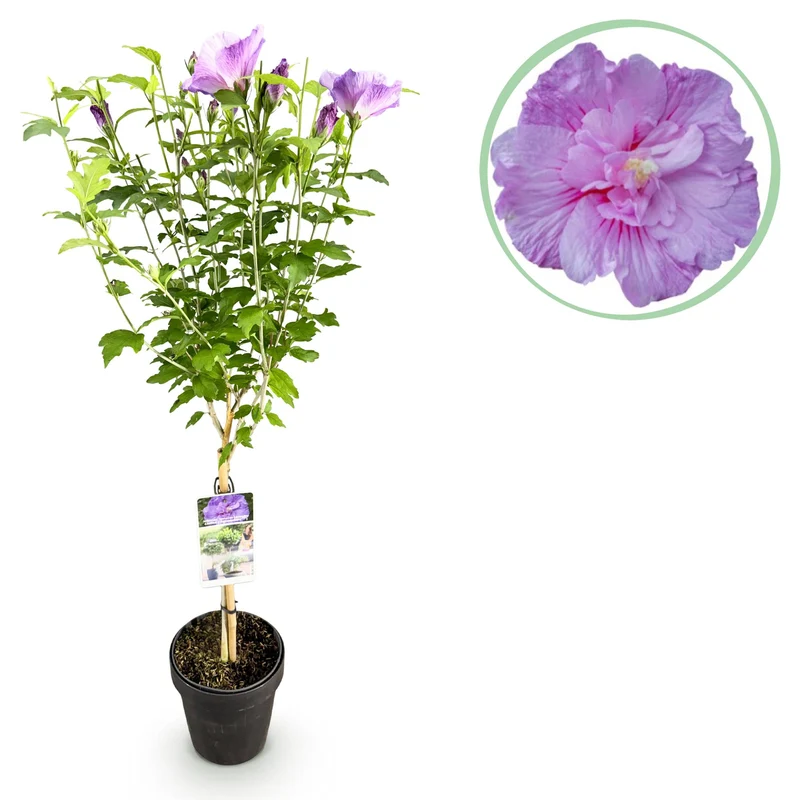 Hibiscus syriacus Lavendor Chiffon®