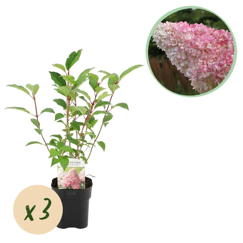 Hydrangea panniculata Vanille Fraise