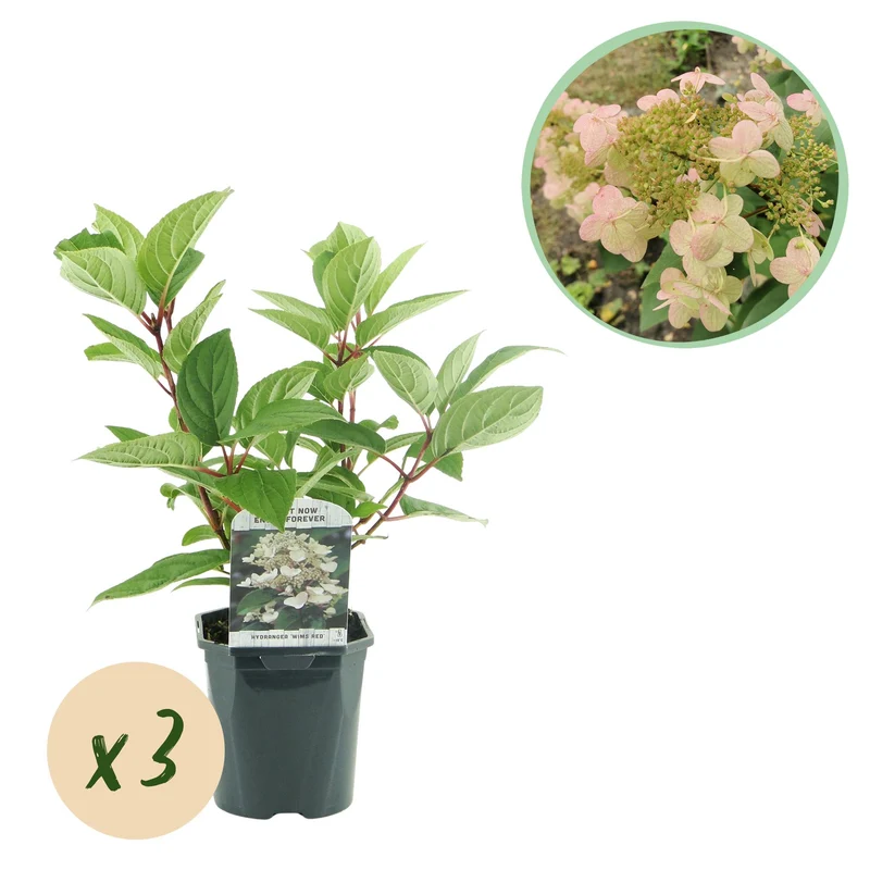 Hydrangea panniculata Wims Red