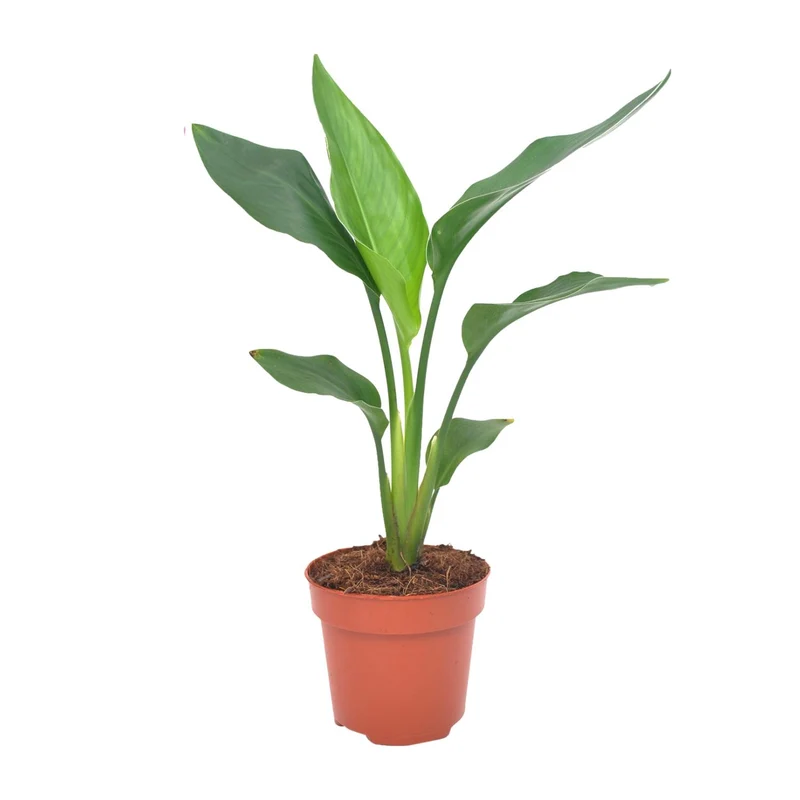 Strelitzia Reginea