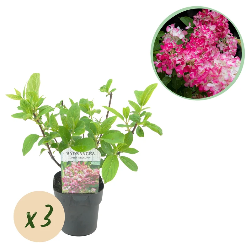 Hydrangea panniculata Pink Diamond