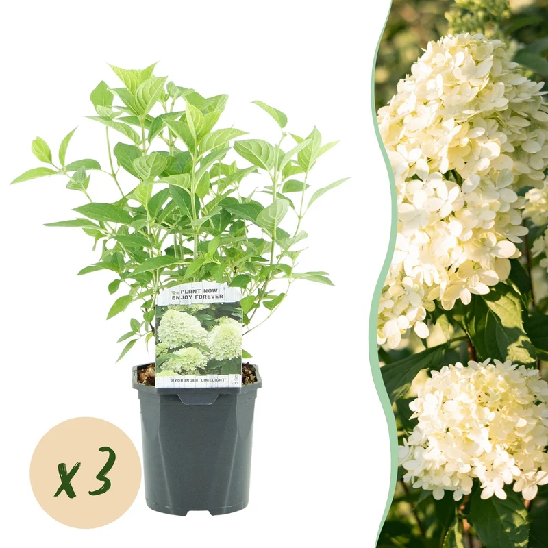 Hydrangea panniculata Limelight