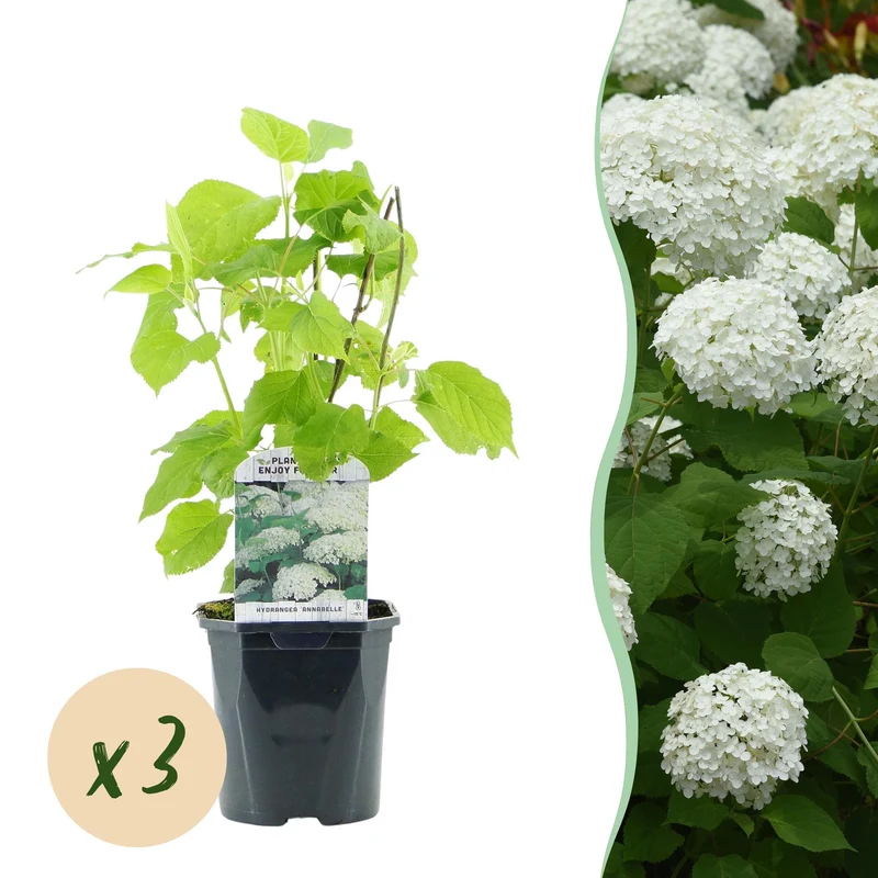 Hydrangea arborescens Annabelle