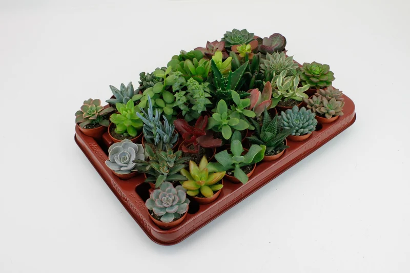 Succulenten Mix - 30 stuks