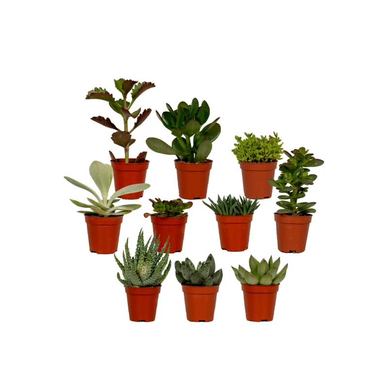 Succulenten Mix - 10 stuks